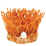 ĐTHT VIETCORDY NGUYÊN HỘP SINH KHỐI TƯƠI